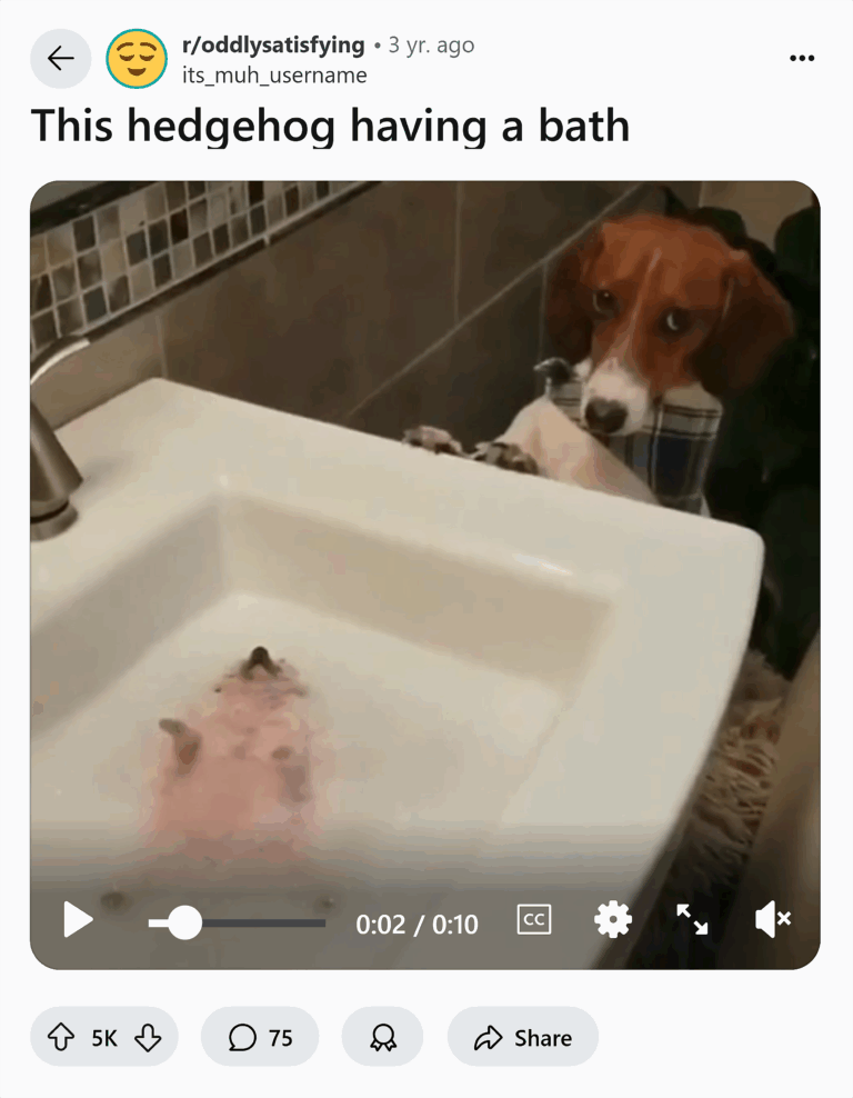 reddit-hedgehog-having-a-bath-768x988